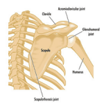 Scapulohumeral Rhythm - NAFC Online | National Association for Fitness ...