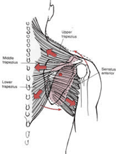 Lower trapezius and serratus anterior
